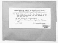Trogia crispa image